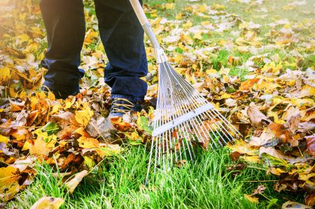 Person rechen Herbstlaub mit Laubrechen auf grünem Rasen im Garten zur Gartenpflege.